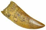 Serrated, Carcharodontosaurus Tooth - Real Dinosaur Tooth #372292-1